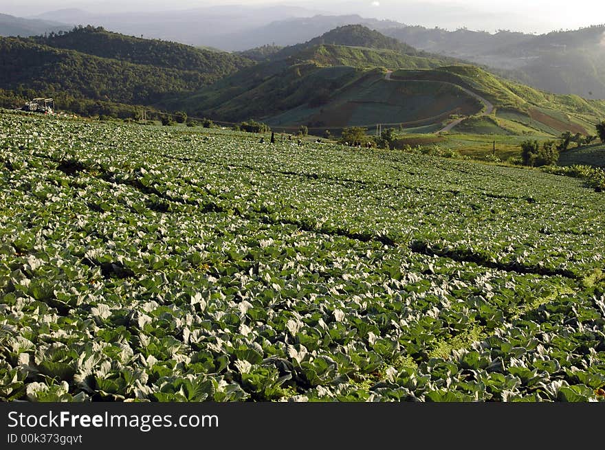 Mountain Of Cabbage