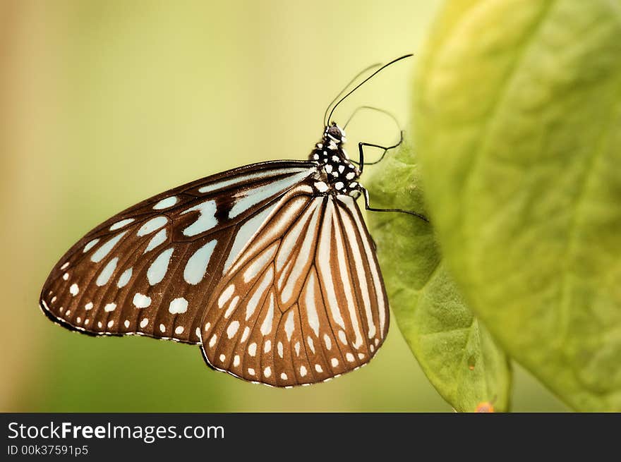 The Blue Glassy Tiger, species Ideopsis (Radena) vulgaris macrina, Singapore