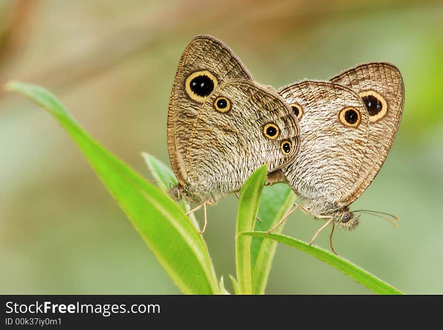 The Common Five-ring, Ypthima baldus newboldi distant