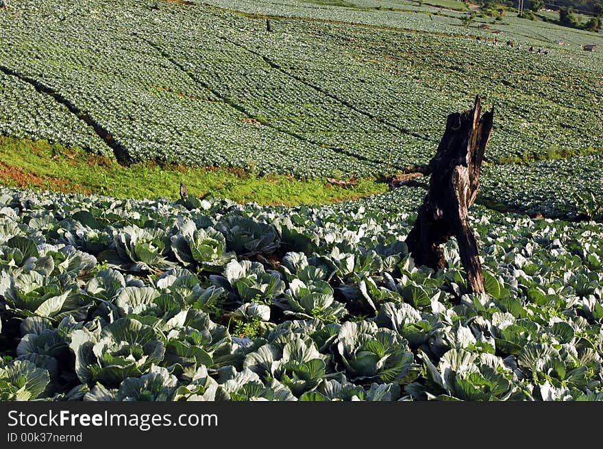 The north agriculture in Thailand. The north agriculture in Thailand.