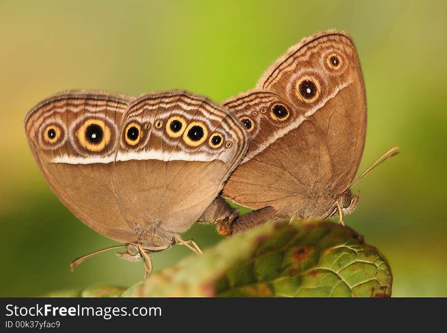 Long Brand Bush Brown mating in the wild.