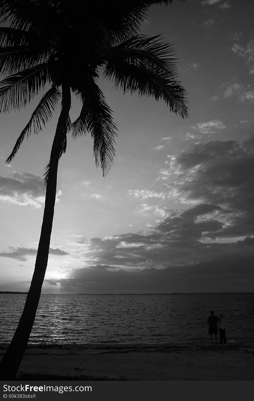 Photo of a couple watching the sunset on a beach by a palm tree. Black and White