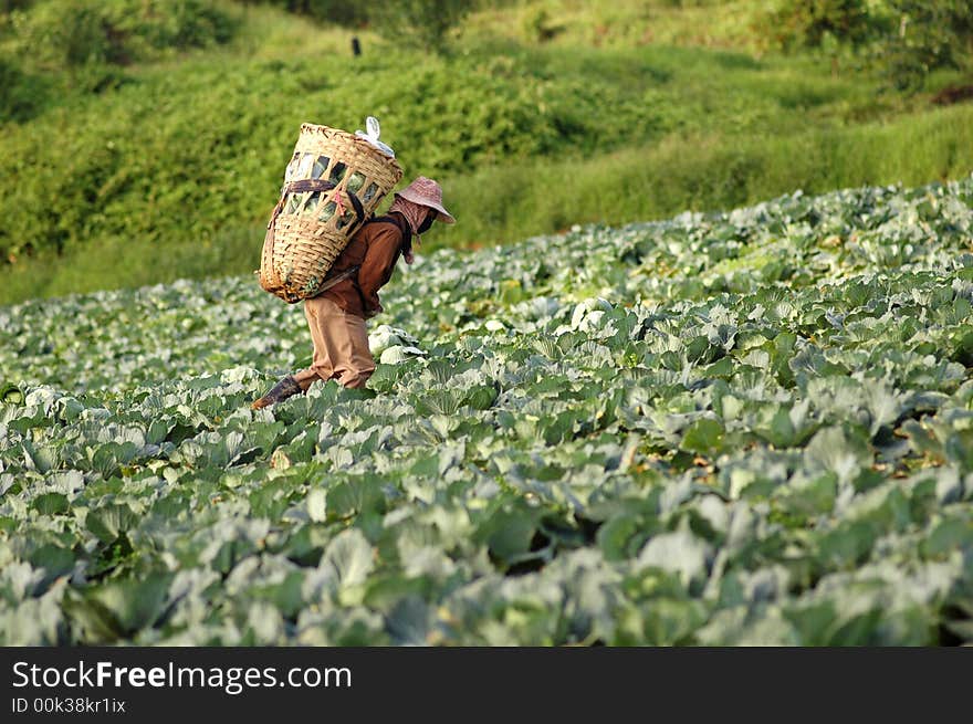 The north agriculture in Thailand. The north agriculture in Thailand.