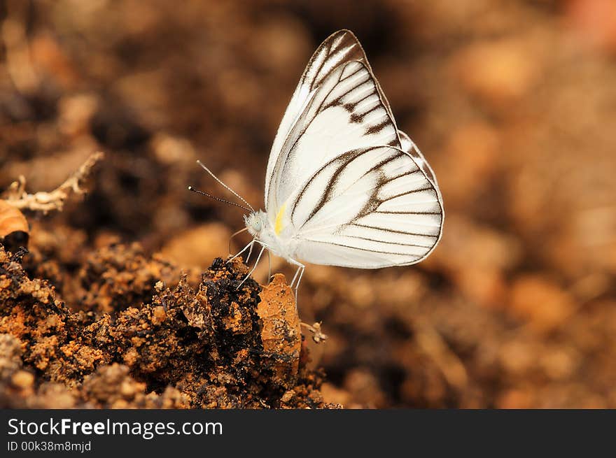 Striped Albatross butterfly resting and nectaring on the soil.