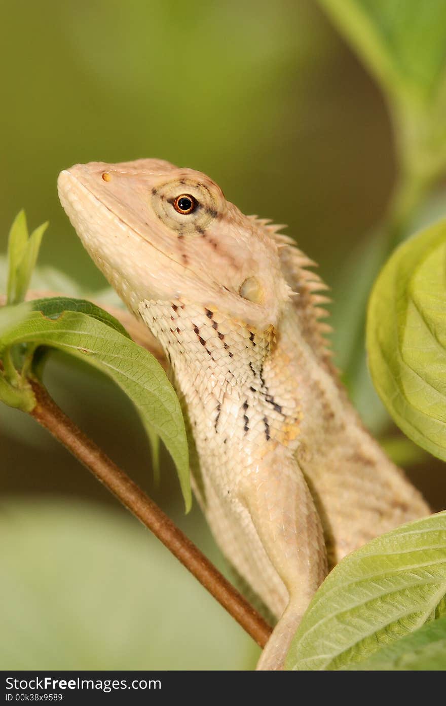 Changeable Lizard species Calotes versicolor was introduce in Singapore wildlife. It' almost wipe out the Green crested lizard's population.