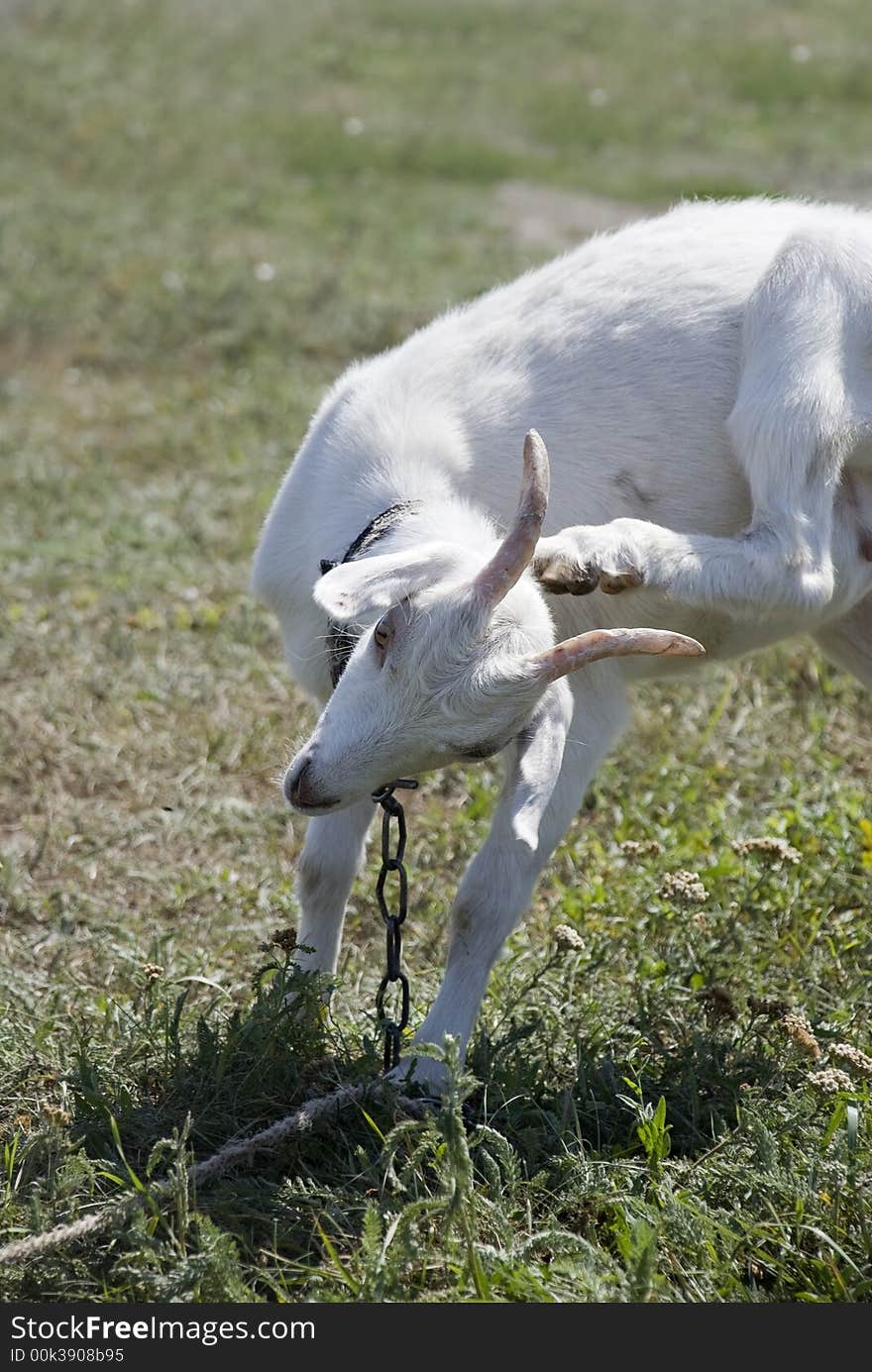 Goat. A young goat scratching at itself behind an ear a hoof