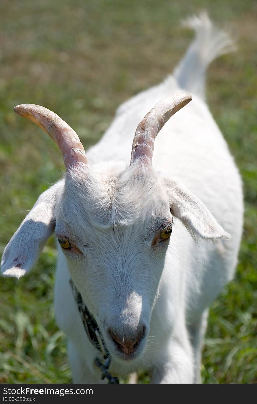 Goat. A young goat scratching at itself behind an ear a hoof