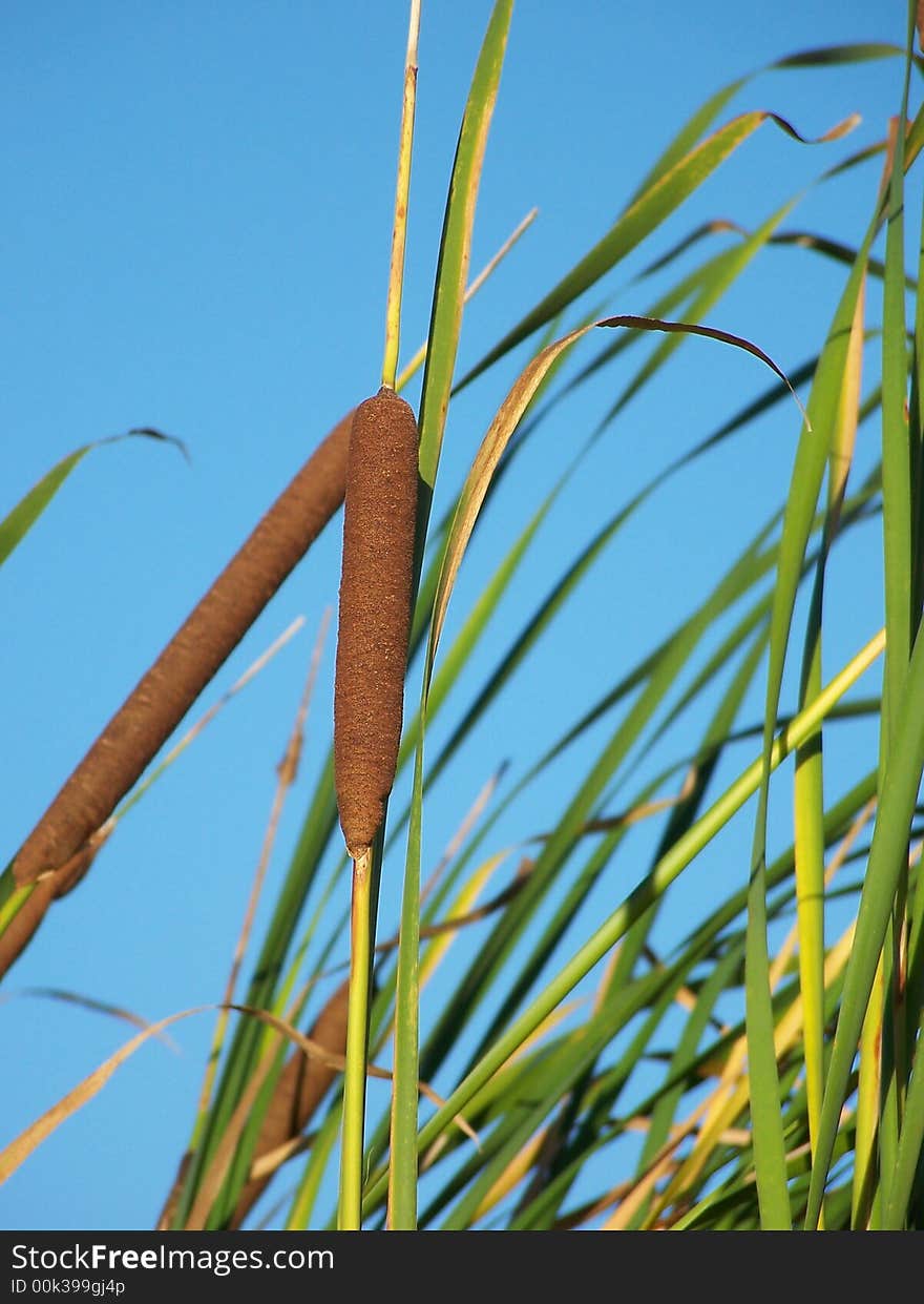 Bulrushes against a light blue sky.