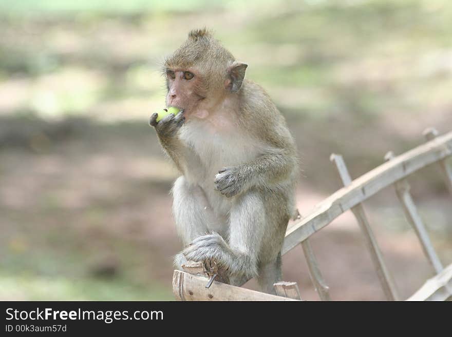 Monkey eating some food in Angkor Wat. In the evening the monkeys come out looking for food from tourists. Some are gentle but others can be hostile.