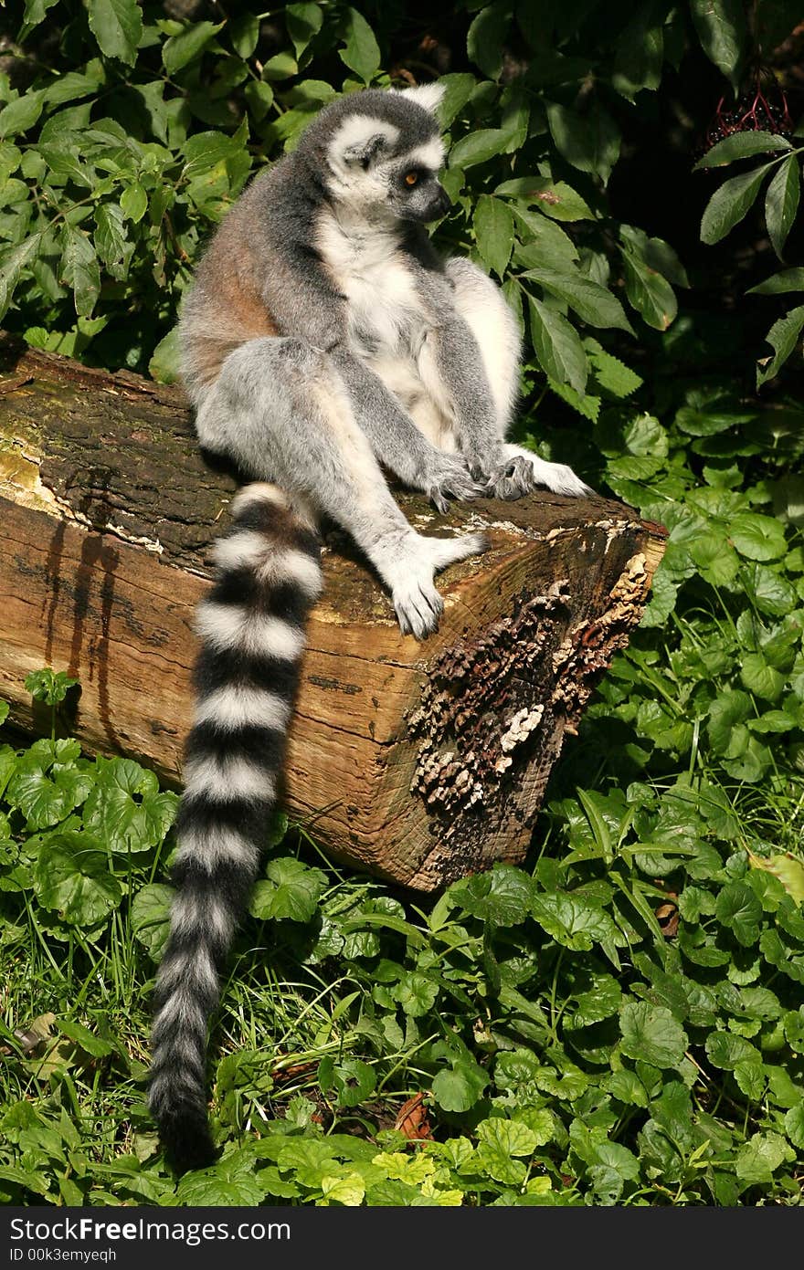 Ring-tailed lemur sitting on a log