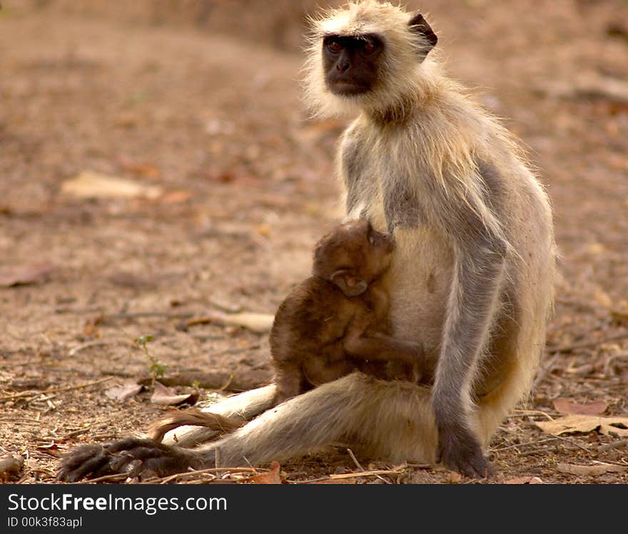 Langoor baby & mother