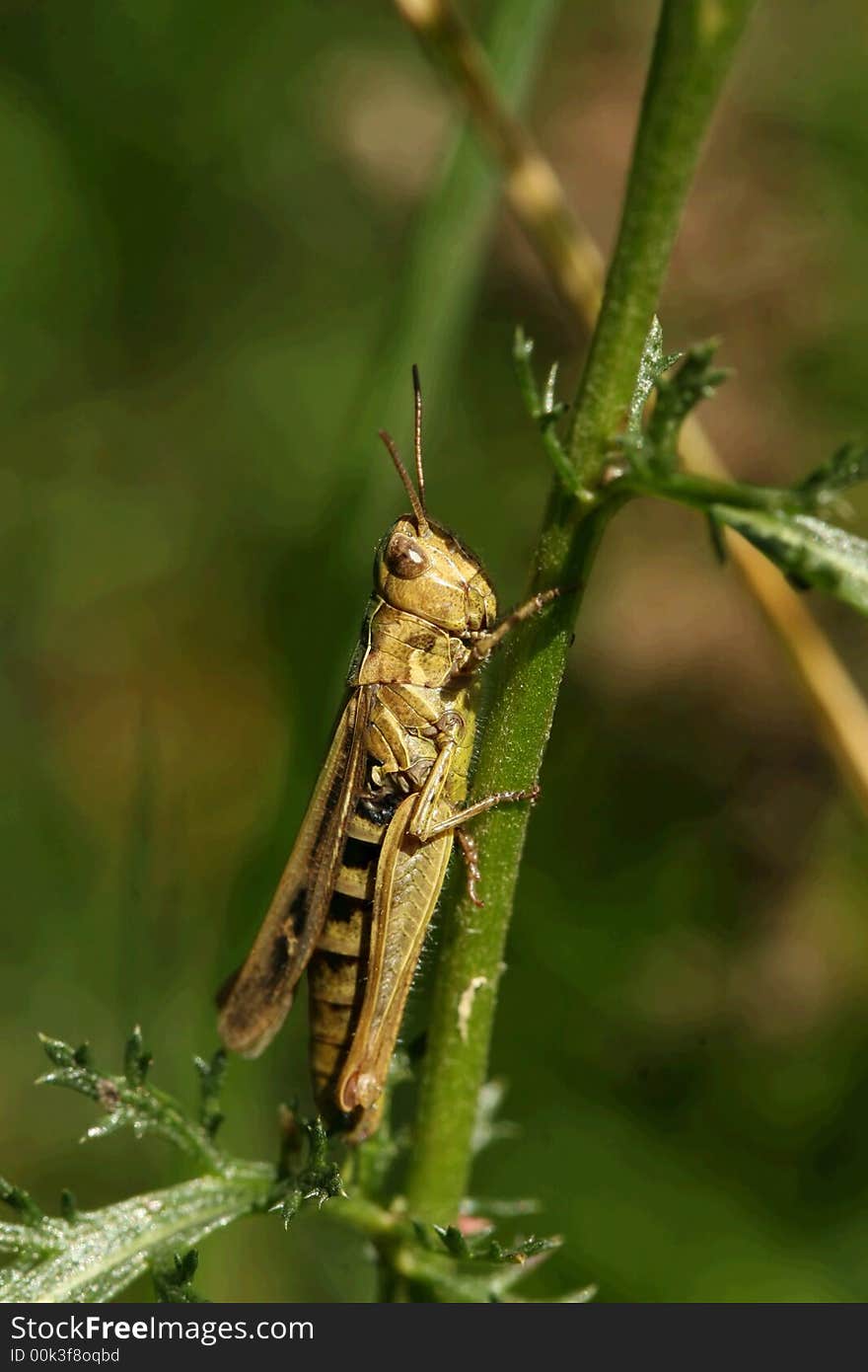 Grasshopper