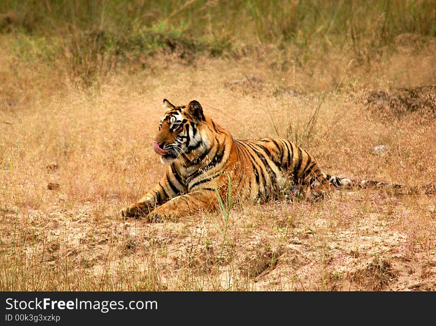 Royal bengal tiger is the pride of wild india.This image is shot in the Bandhavgadh National park of central India