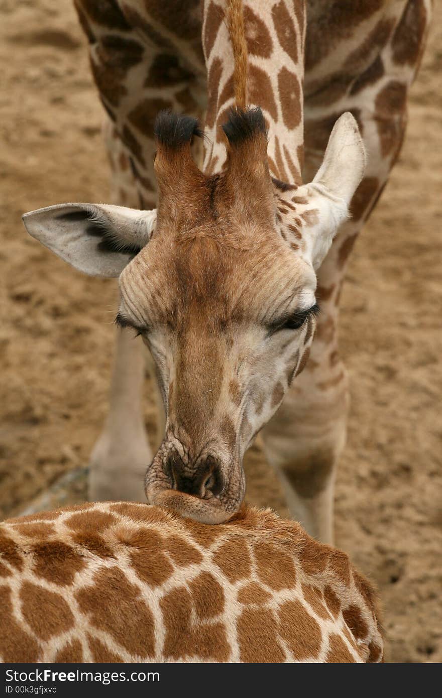 Giraffe kissing other