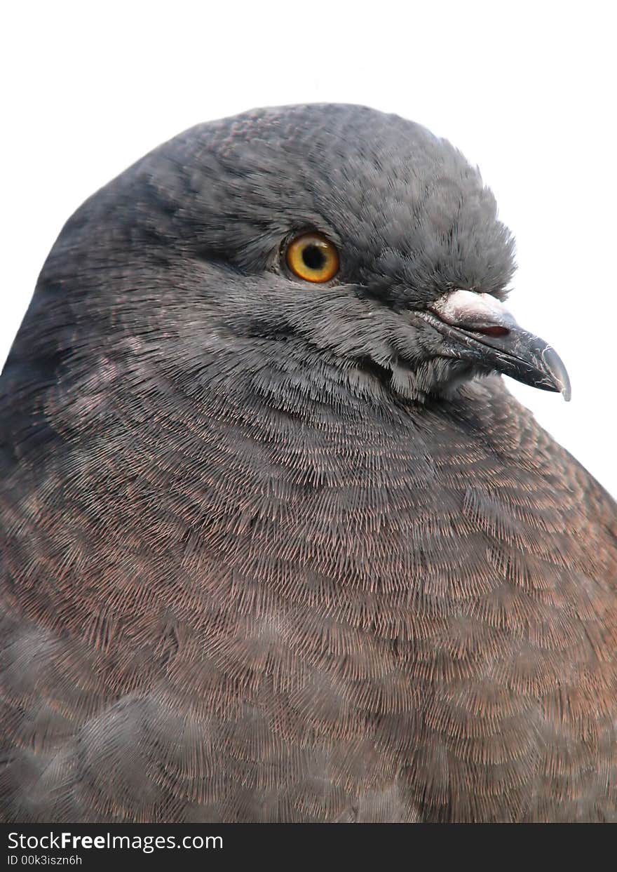 Pigeon 4