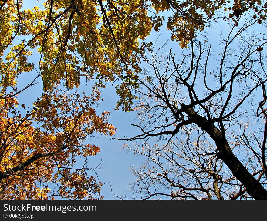 The treetops and blue sky in the autumn. The treetops and blue sky in the autumn