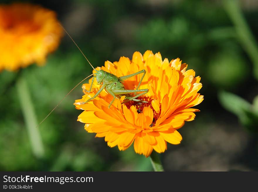 Tettigonia viridissima great green grasshopper in my garden