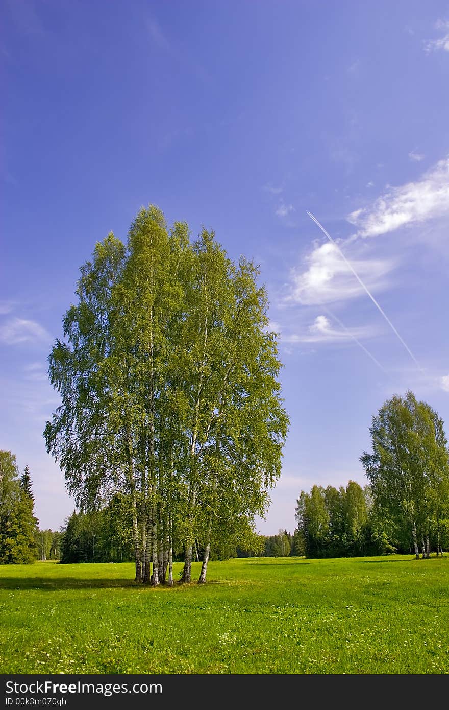 Group of birches