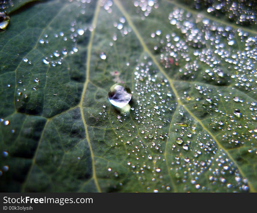 Close up of the green Leaf covered dew