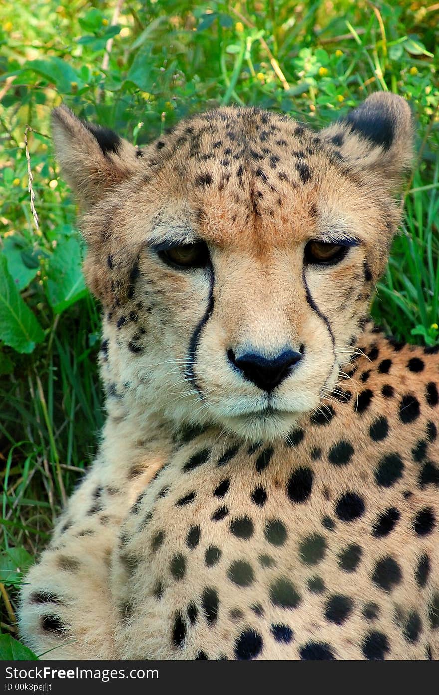 Cheetah laying in the lush green grass watching with big brown eyes