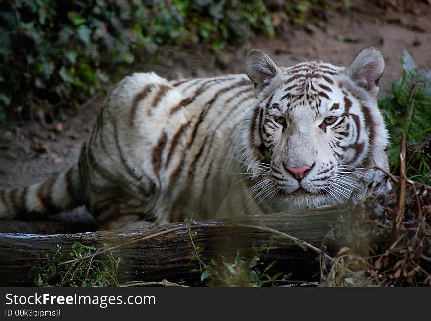 White Tiger by log