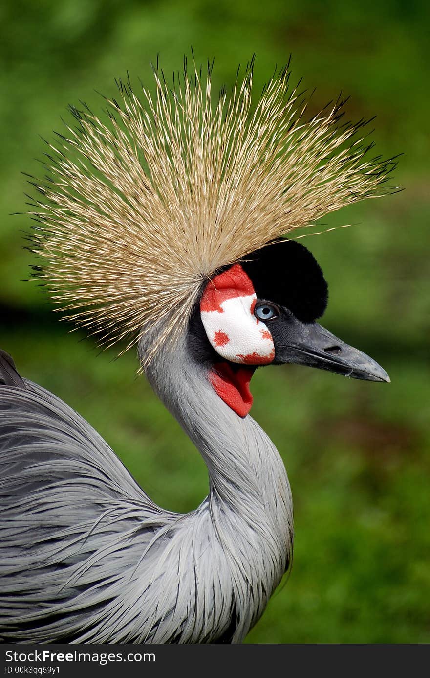 Great Crested Crane Profile