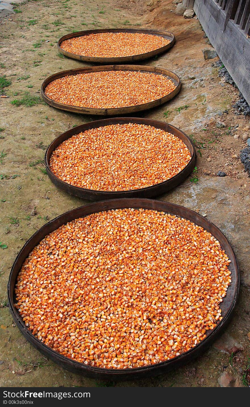 Detail of corn, wait to dry