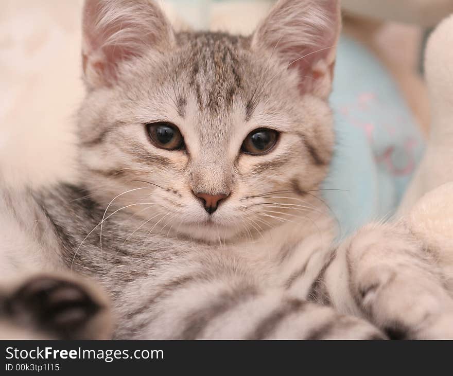 Sight of a small grey kitten