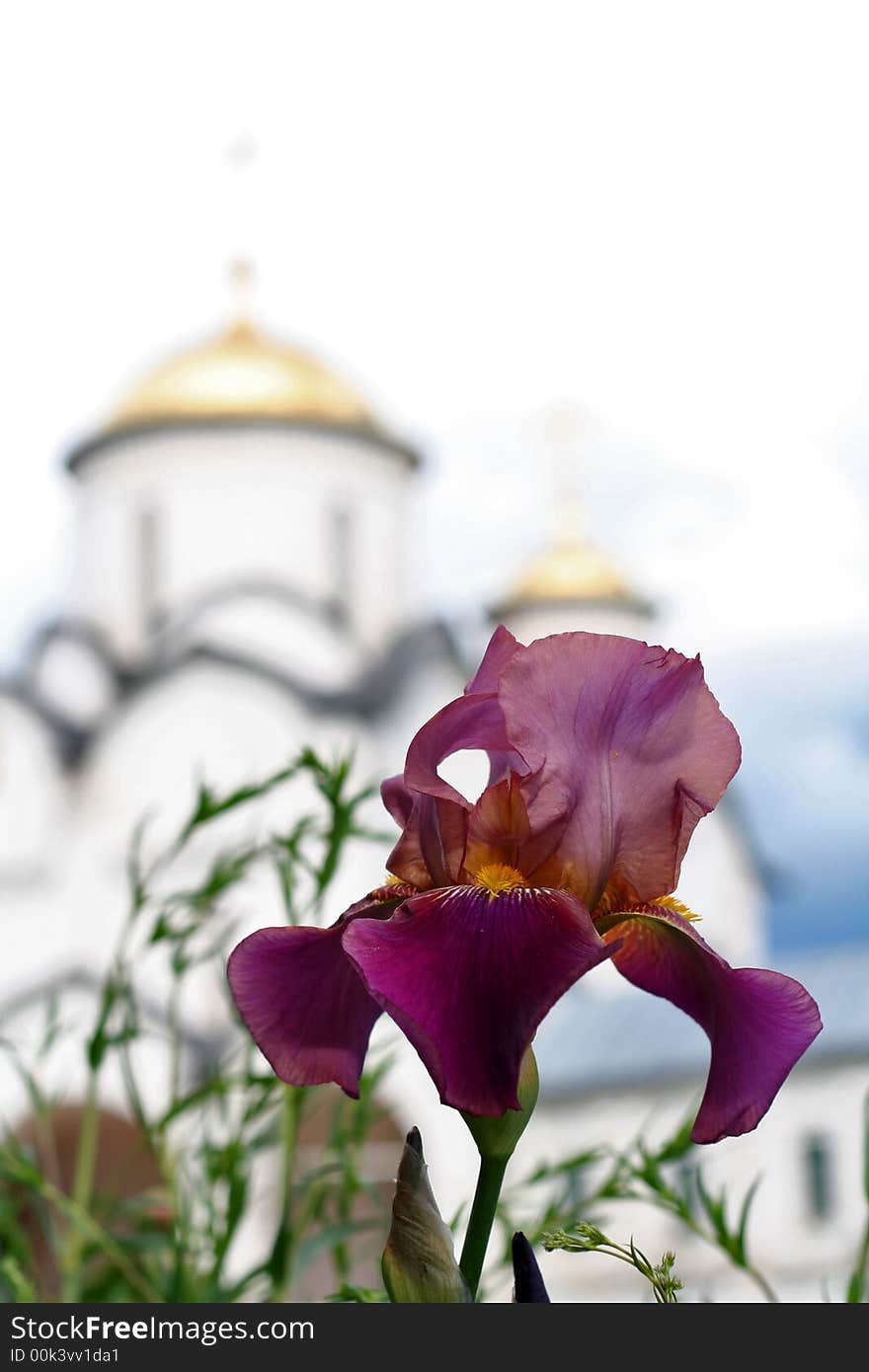 Lonely iris against gold dome. Lonely iris against gold dome