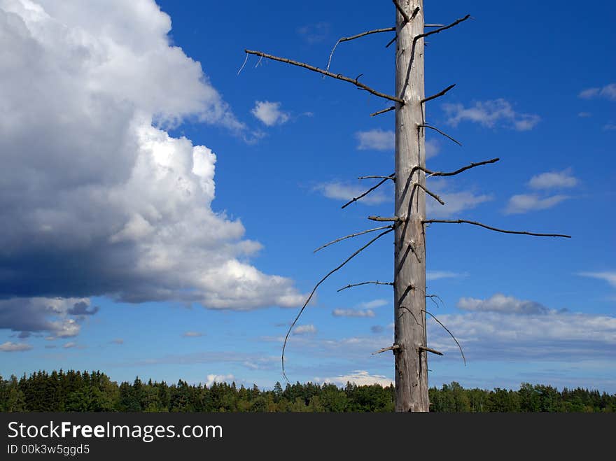 Dead Tree