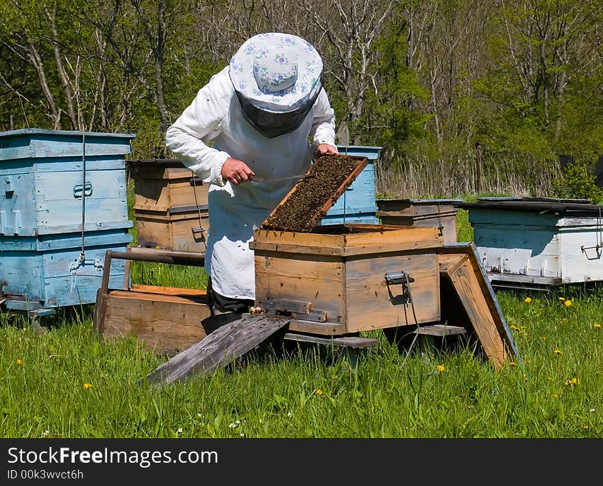 A beekeeper in veil at apiary among hives. Summer, sunny day. Russian Far East, Primorye. A beekeeper in veil at apiary among hives. Summer, sunny day. Russian Far East, Primorye.