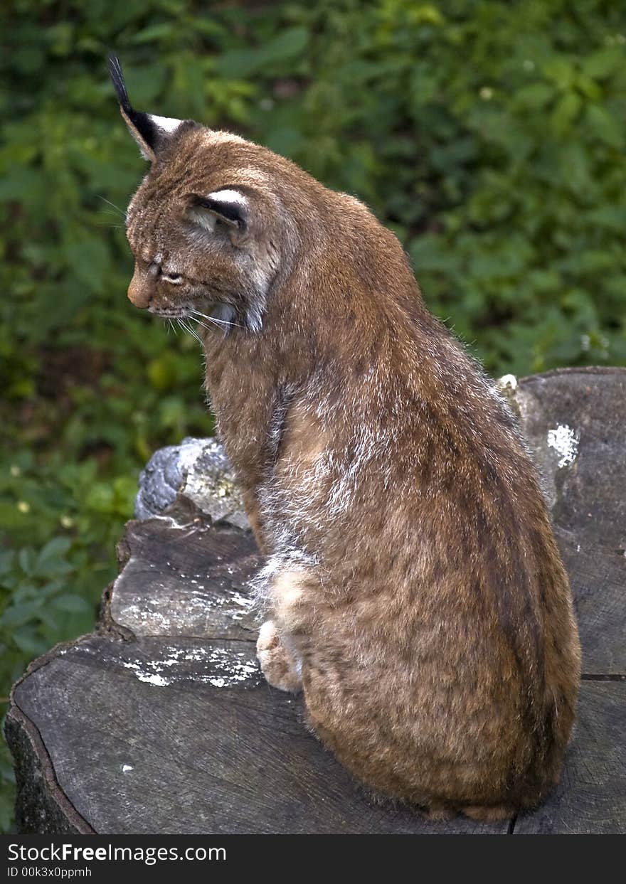 European lynx sitting calm on big stub