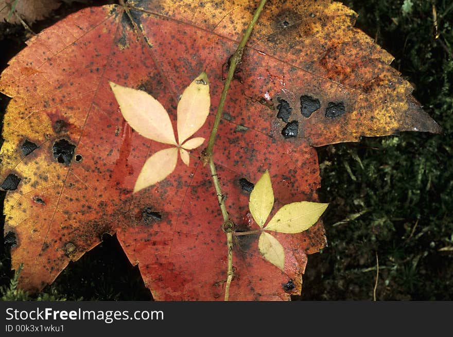 Autumn maple leaf in the rain with vine growing across. Autumn maple leaf in the rain with vine growing across