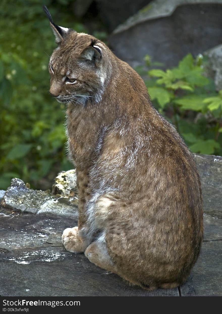 European lynx sitting calm on big stub