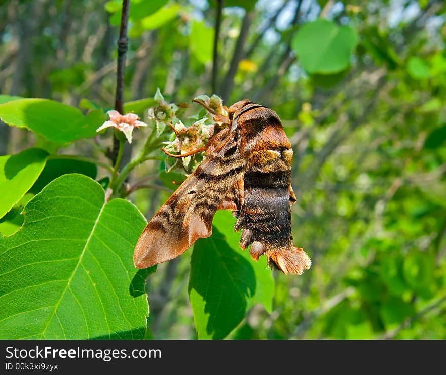 Butterfly Hawkmoth 1