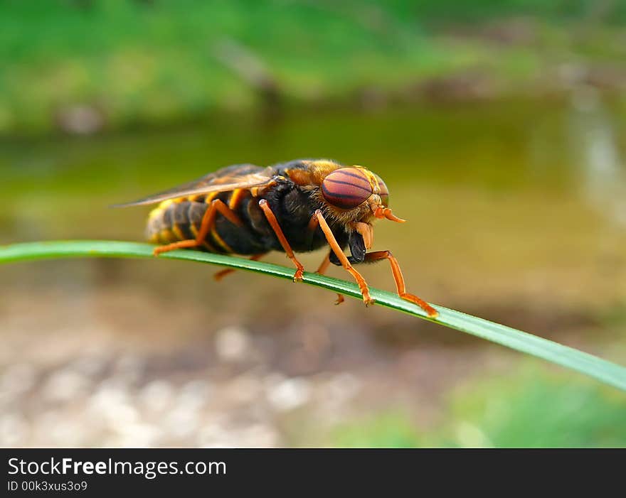 Fly Tabanus 5