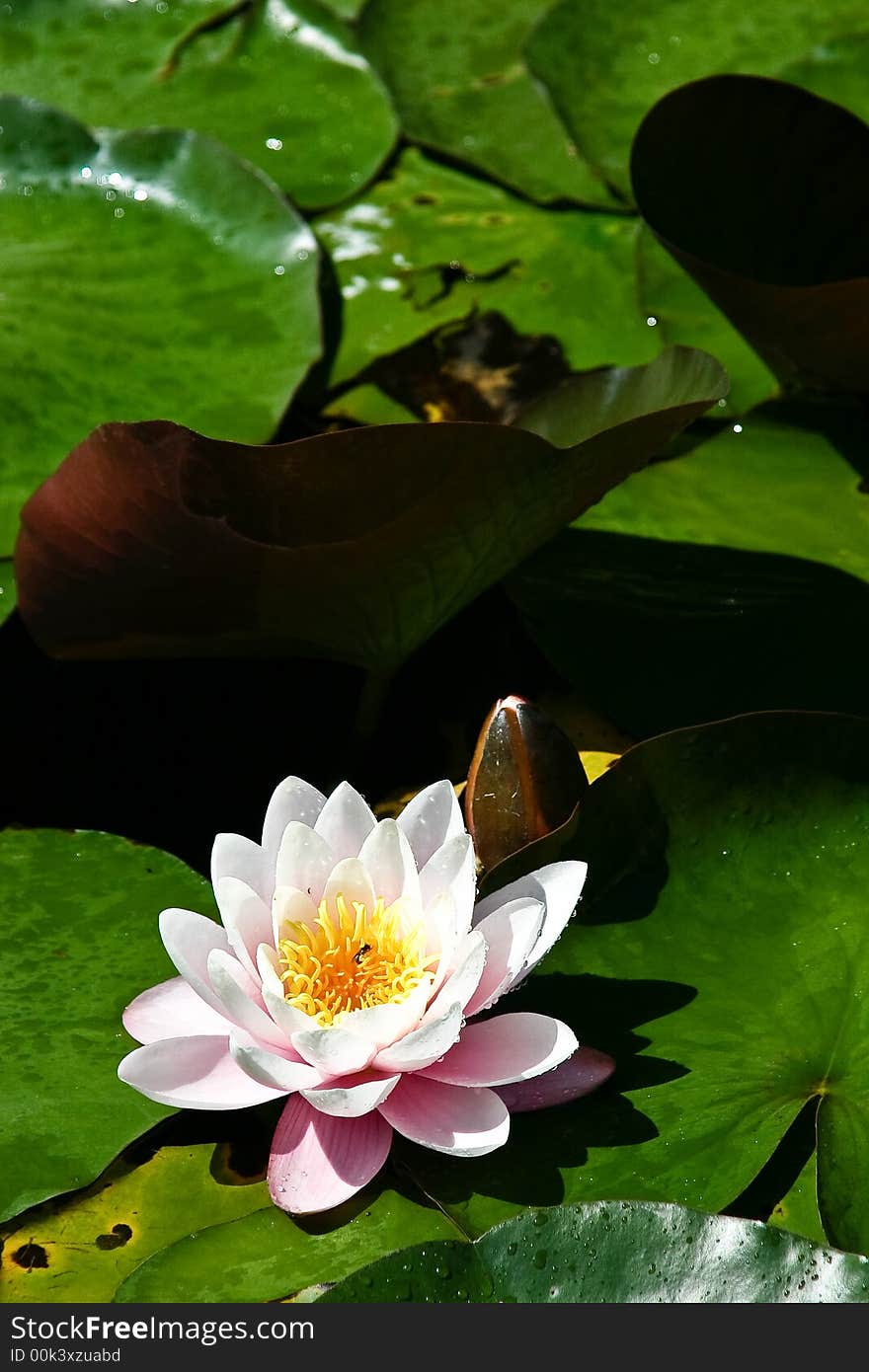 Water lily