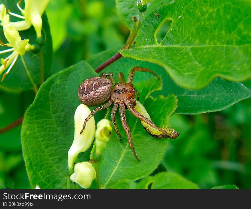 A close up of the small spider on leaf with caught caterpillar. South of Russian Far East. A close up of the small spider on leaf with caught caterpillar. South of Russian Far East.