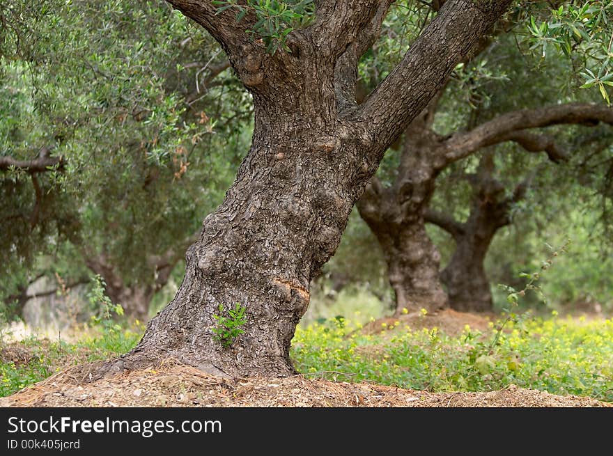 Olive tree in olive garden in greece