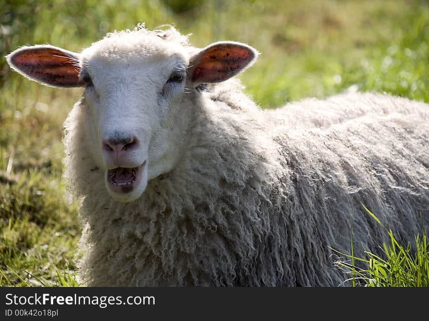 A lamb who wants to talk. A lamb who wants to talk