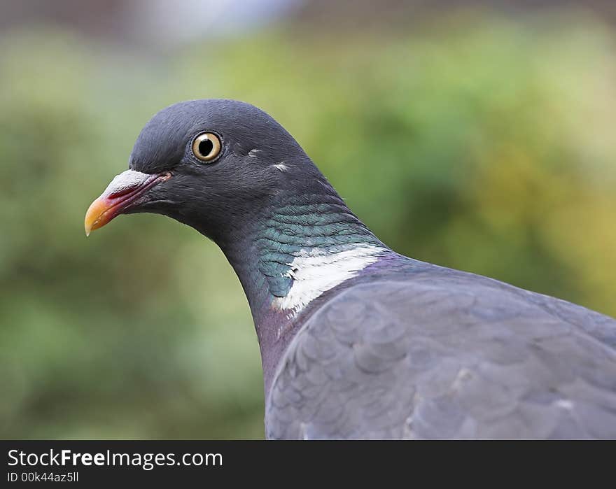 Closeup detail of the Wood Pigeon - Palumbus calumba - common European bird of gardens and countryside.