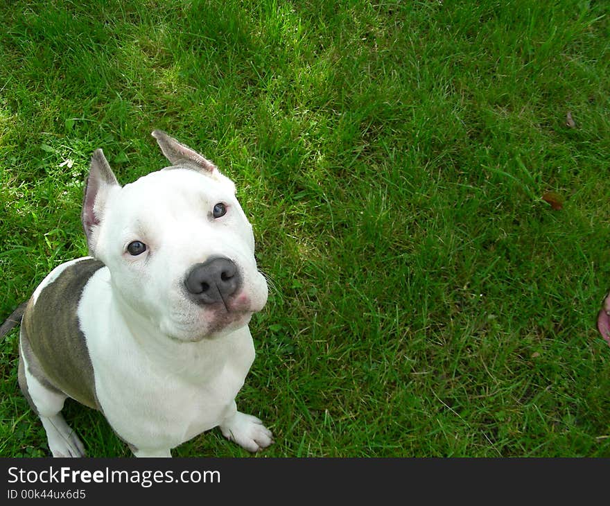 Young american staffordshire terrier sitting on a grass