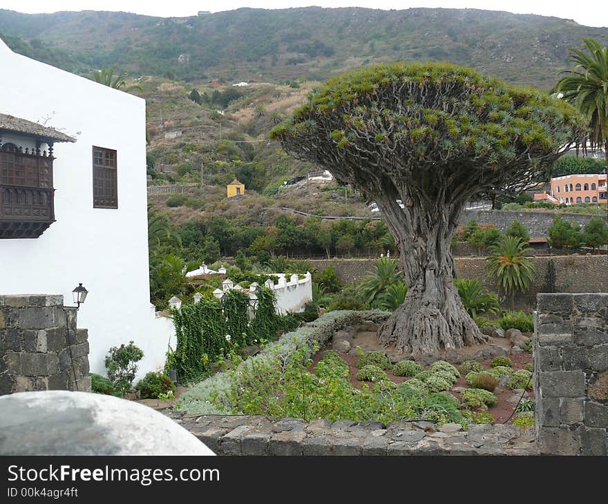 Oldest drago tree