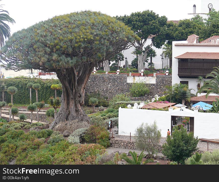 Oldest drago tree