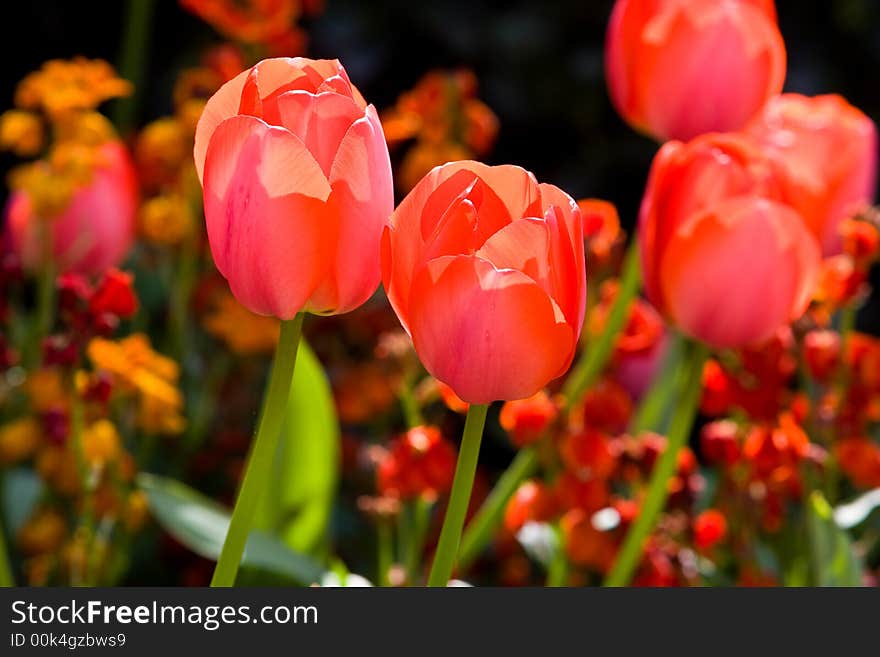 Tuplips in regents park, london. Tuplips in regents park, london