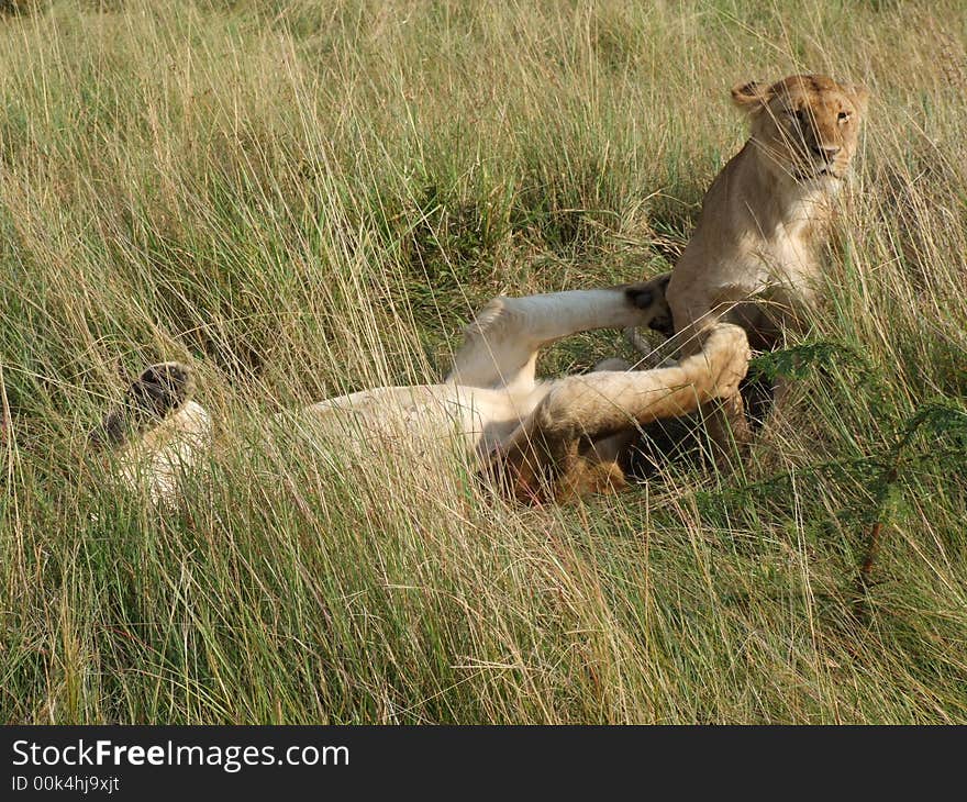 Two lions playing in savanna