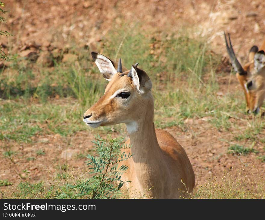 Young impala antelope in Masai Mara (Kenya)