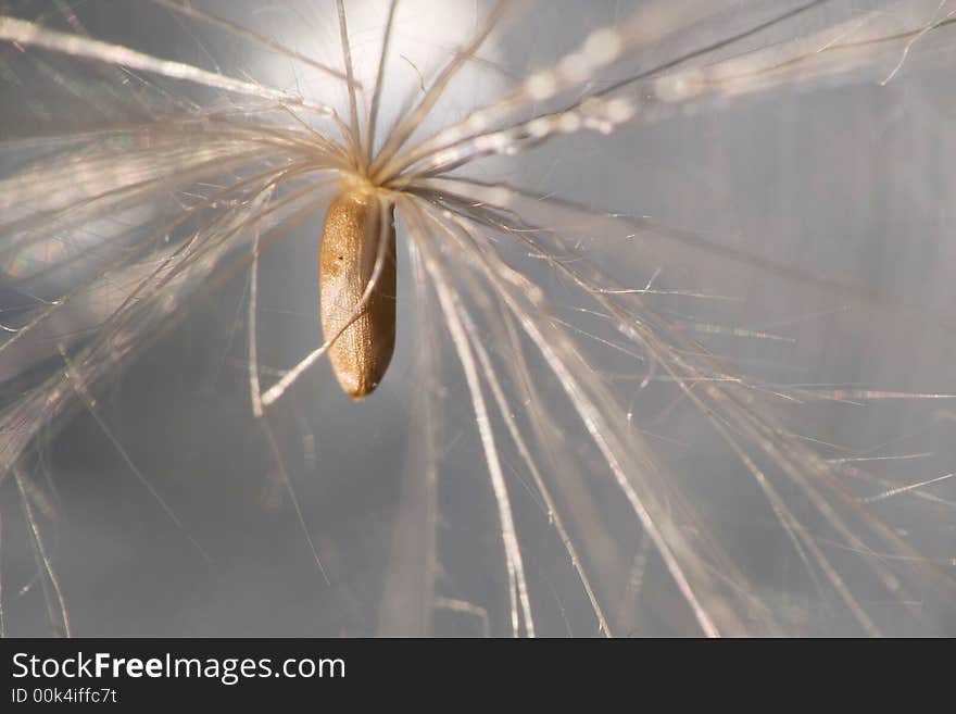 Macro shot of a weed seed with aerostatic umbrella. Macro shot of a weed seed with aerostatic umbrella