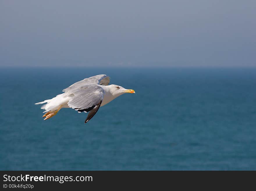 A seagull gliding over the sea (out of focus). A seagull gliding over the sea (out of focus)