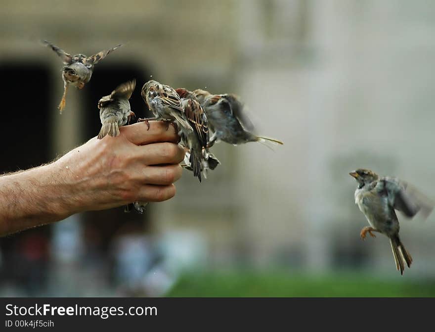 A bunch of sparrows being fed from hand